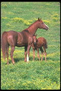 113061 Arabian Horses Mare With Foal A4 Photo Print