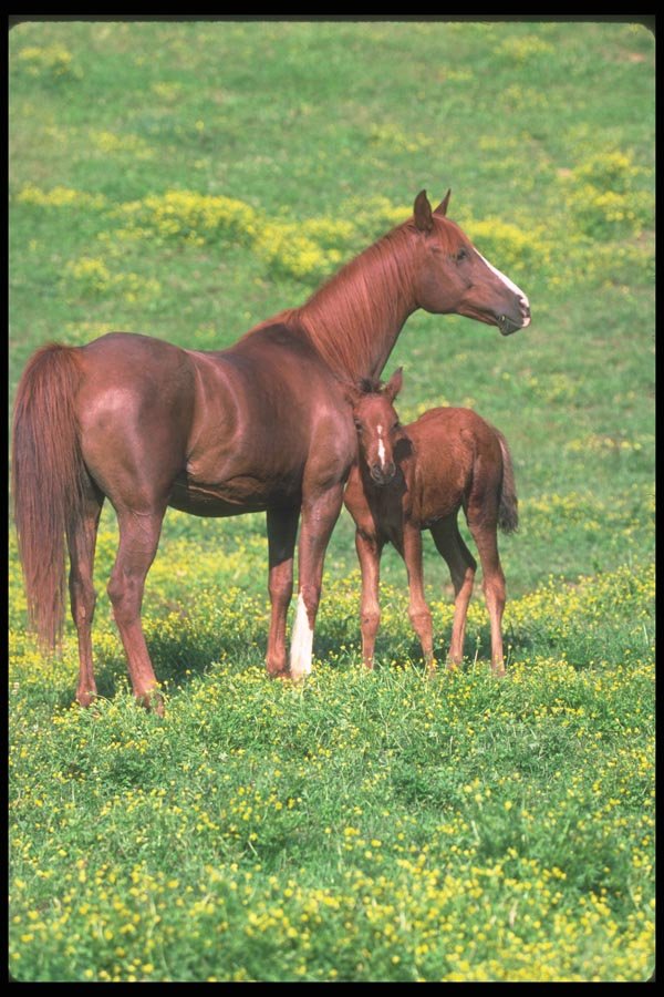 113061 Arabian Horses Mare With Foal A4 Photo Print