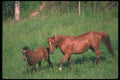 113062 Arabian Horses Mare With Foal A4 Photo Print