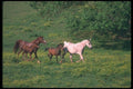 113063 Arabian Horses Mares With Foals Running A4 Photo Print