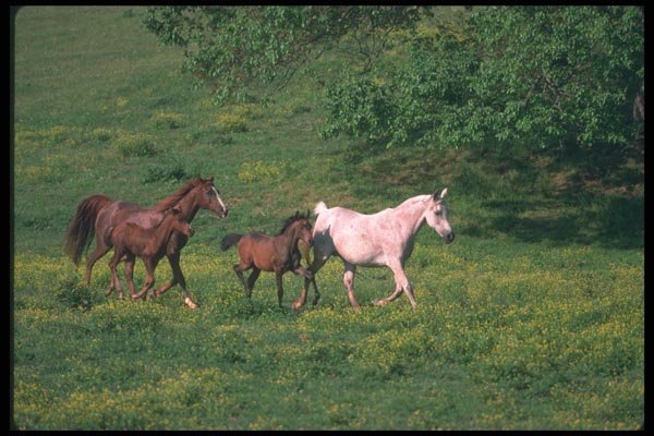 113063 Arabian Horses Mares With Foals Running A4 Photo Print