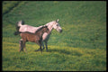 113066 Arabian Horses Mare And Foal Running A4 Photo Print