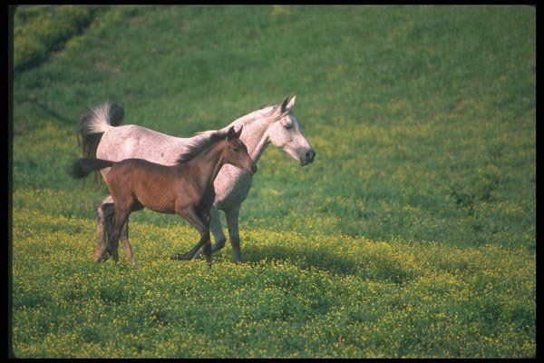 113066 Arabian Horses Mare And Foal Running A4 Photo Print