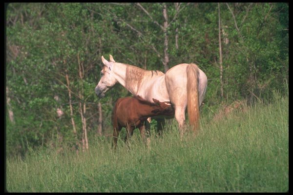 113067 Arabian Horses Mare Nursing Foal A4 Photo Print