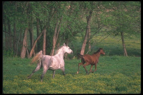 113069 Arabian Horses Mare And Foal Running A4 Photo Print