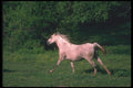 113071 Arabian Horses Running Through Field Of Yellow Flowers A4 Photo Print