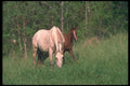 113072 Arabian Horses Mare With Foal A4 Photo Print