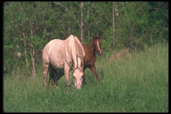 113072 Arabian Horses Mare With Foal A4 Photo Print