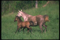 113073 Arabian Horses Mare And Foal Running A4 Photo Print