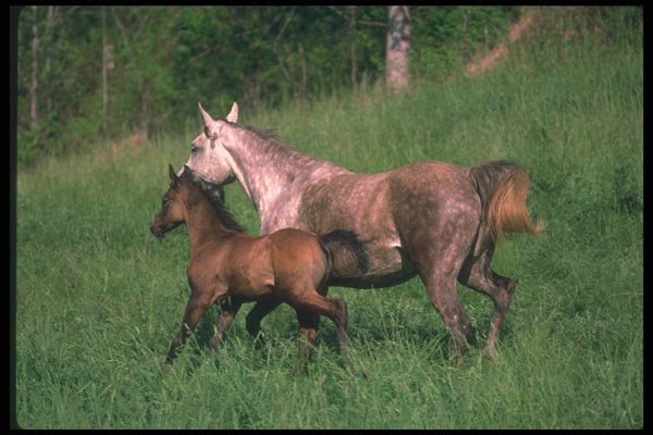 113073 Arabian Horses Mare And Foal Running A4 Photo Print