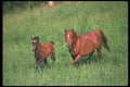 113074 Arabian Horses Mare And Foal Running A4 Photo Print