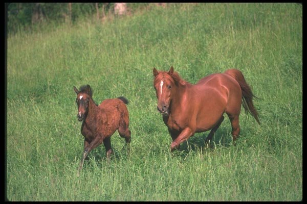 113074 Arabian Horses Mare And Foal Running A4 Photo Print