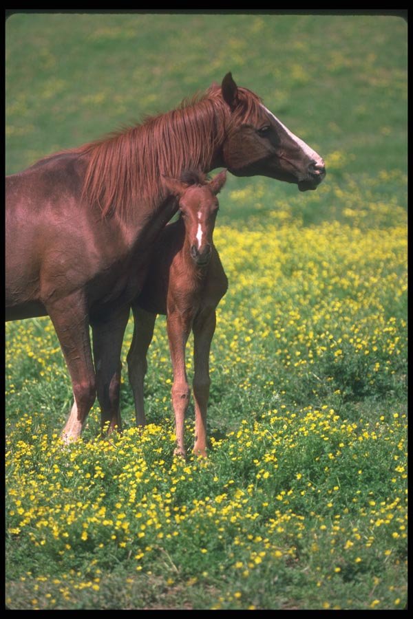 113077 Arabian Horses Mare With Foal A4 Photo Print