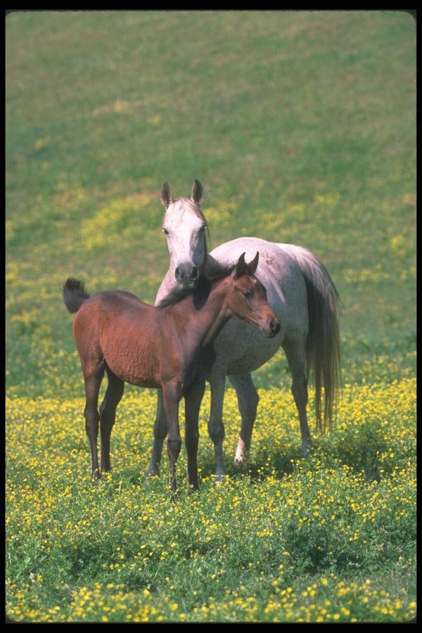 113078 Arabian Horses Mare With Foal A4 Photo Print