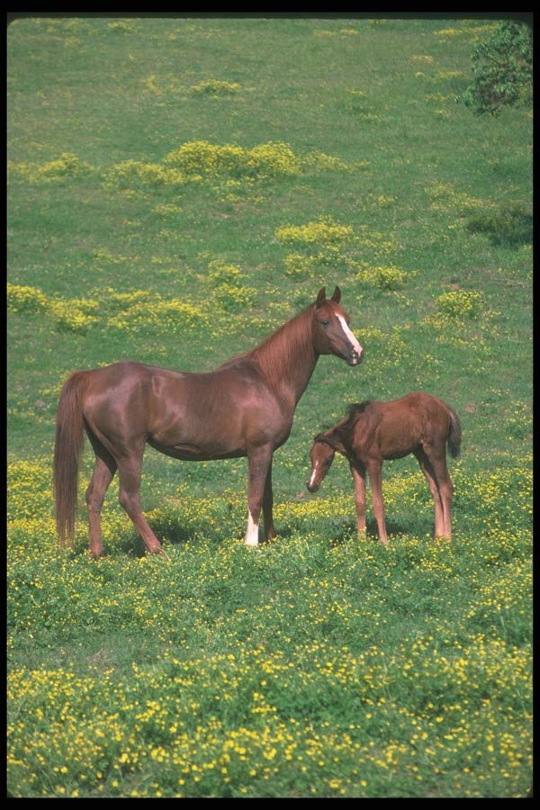113080 Arabian Horses Mare With Foal A4 Photo Print