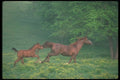 113085 Arabian Horses Mare And Foal Running Through Foggy Meadow A4 Photo Print