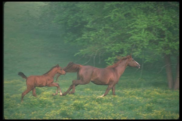 113085 Arabian Horses Mare And Foal Running Through Foggy Meadow A4 Photo Print