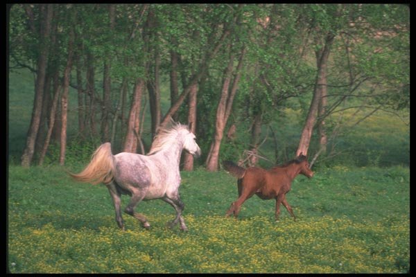 113086 Arabian Horses Mare And Foal Running A4 Photo Print