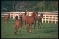 113087 Arabian Horses Mares With Foals Running A4 Photo Print