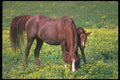 113090 Arabian Horses Mare With Foal A4 Photo Print