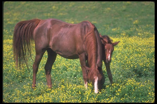 113090 Arabian Horses Mare With Foal A4 Photo Print
