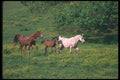113091 Arabian Horses Mares And Foals Running Through Foggy Meadow A4 Photo Print