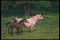 113092 Arabian Horses Mare And Foal Running Through Yellow Flowers A4 Photo Print