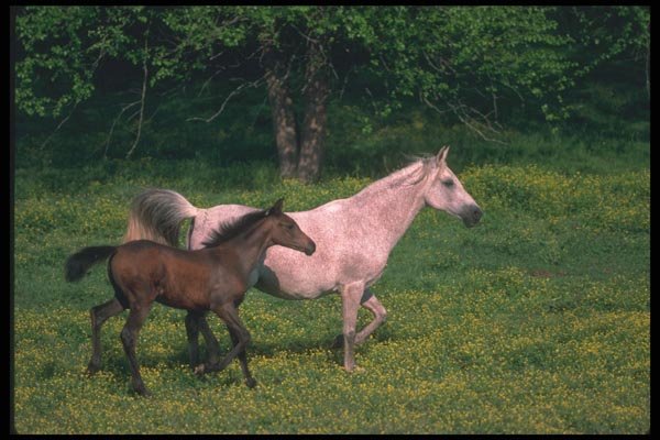 113092 Arabian Horses Mare And Foal Running Through Yellow Flowers A4 Photo Print