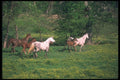 113095 Arabian Horses Mares With Foals In Yellow Flowers A4 Photo Print