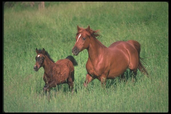 113096 Arabian Horses Mare And Foal Running A4 Photo Print