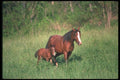 113097 Arabian Horses Mare With Foal A4 Photo Print