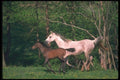 113098 Arabian Horses Mare And Foal Running Through Yellow Flowers A4 Photo Print