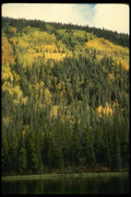 114077 Fall Aspens Change Color Around Lakeshore A4 Photo Print