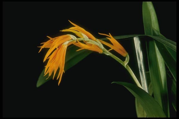 115000 Auantiaca (Ada) A4 Photo Print