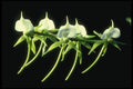 115001 Eburneum (Angraecum) A4 Photo Print