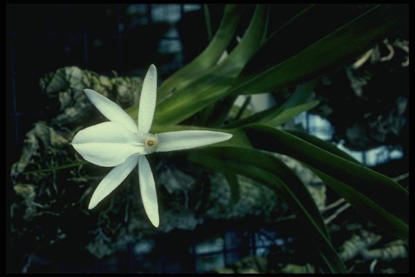 115002 Gracilipe (Angraecum) A4 Photo Print