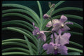 115003 Fiftieth State Beauty (Ascocenda) A4 Photo Print