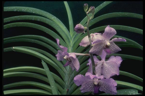 115003 Fiftieth State Beauty (Ascocenda) A4 Photo Print