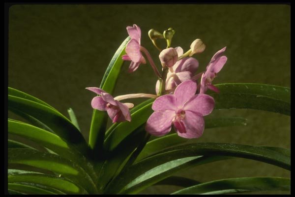 115004 Fiftieth State Beauty, Mayumi (Ascocenda) A4 Photo Print