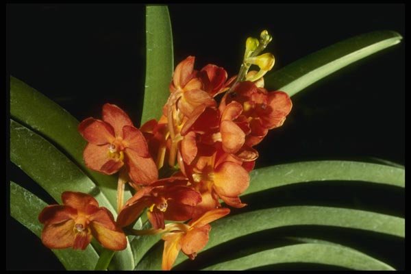 115006 Yip Sum Wah (Ascocenda) A4 Photo Print