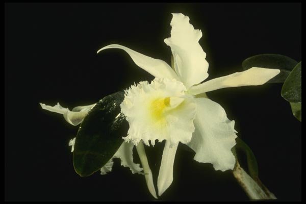 115007 Albion (Brassocattleya) A4 Photo Print