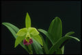 115009 Greenwich, Elmhurst (Brassocattleya) A4 Photo Print
