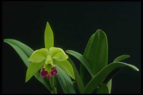 115009 Greenwich, Elmhurst (Brassocattleya) A4 Photo Print