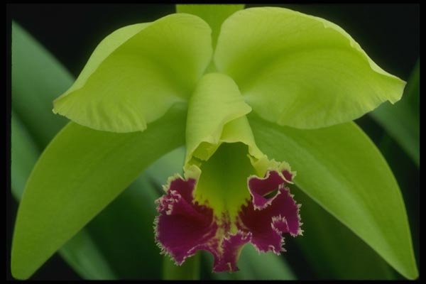 115010 Greenwich, Elmwood (Brassocattleya) A4 Photo Print