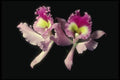 115011 Moneta (Brassocattleya) A4 Photo Print