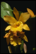 115012 Orange Nugget (Brassocattleya) A4 Photo Print