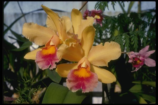 115013 Setting Sun (Brassocattleya) A4 Photo Print