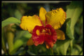 115014 Ya Melinda Wheeler (Brassocattleya) A4 Photo Print