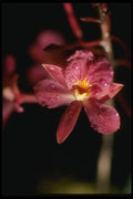 115015 Sanguinea (Broughtonia) A4 Photo Print