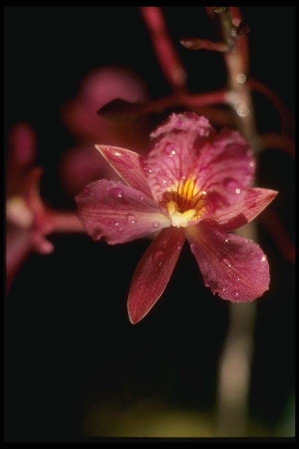 115015 Sanguinea (Broughtonia) A4 Photo Print
